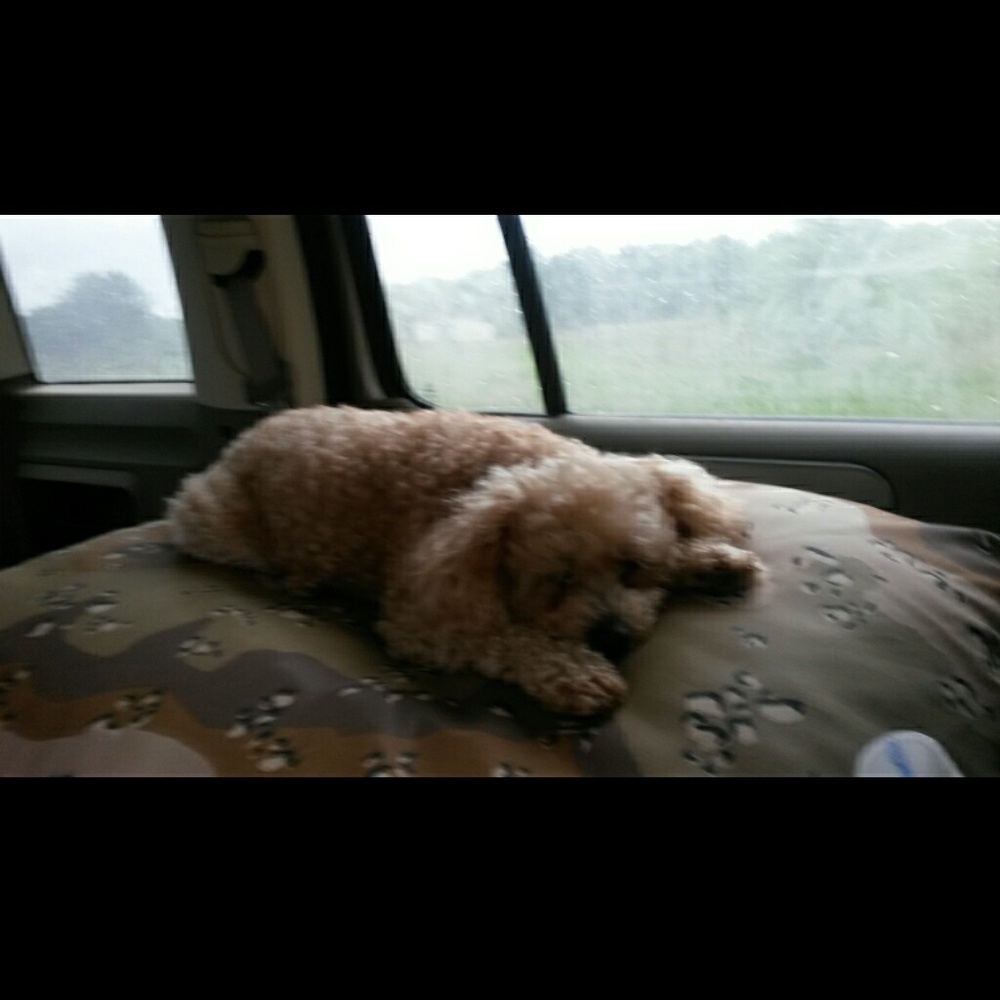 Meet your Posher, Veronica